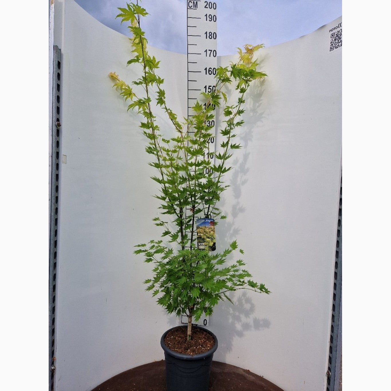 Japansk lönn – Acer shirasawanum 'Jordan' - C15 100-125 CM
